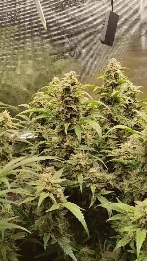 Strawberry Cheesecake Auto - HSC