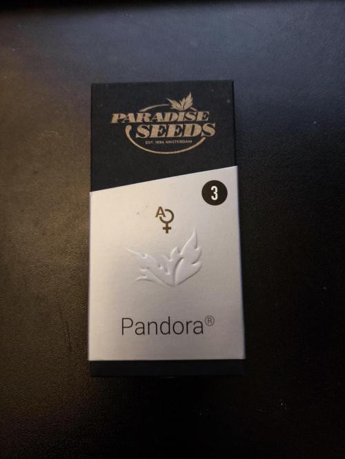 Pandora Auto - Paradise Seeds. Week 0