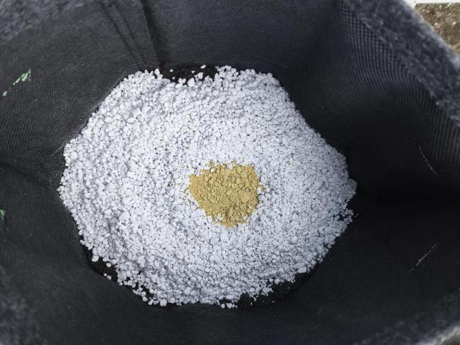 Pandora Auto - Paradise Seeds. Week 0