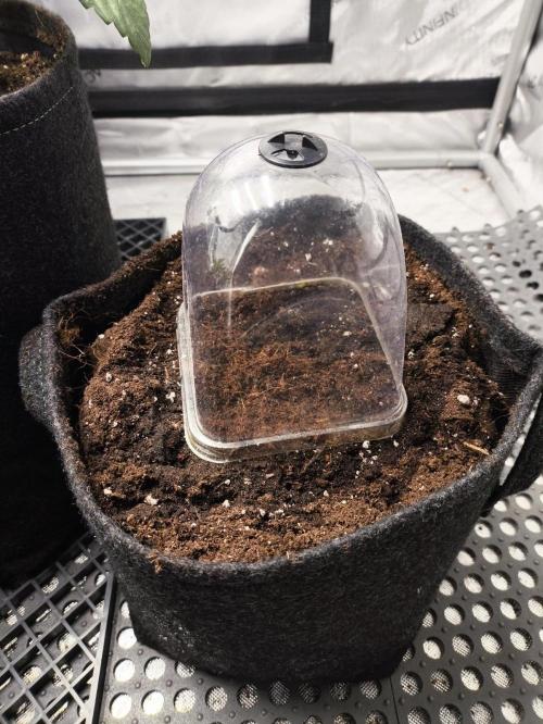 Pandora Auto - Paradise Seeds. Week 0