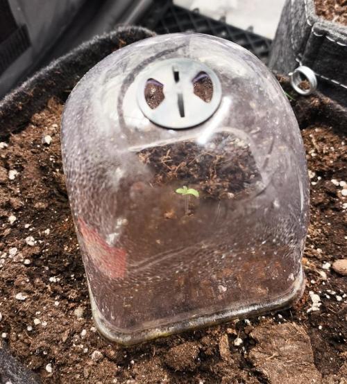 Pandora Auto - Paradise Seeds. Week 1 - Day 2