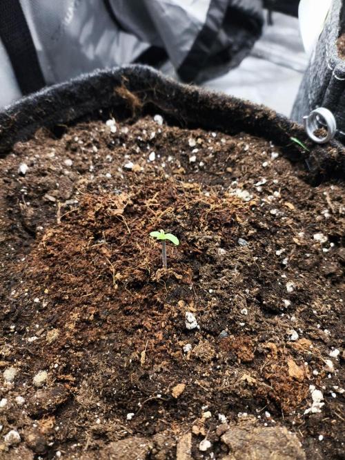 Pandora Auto - Paradise Seeds. Week 1 - Day 2
