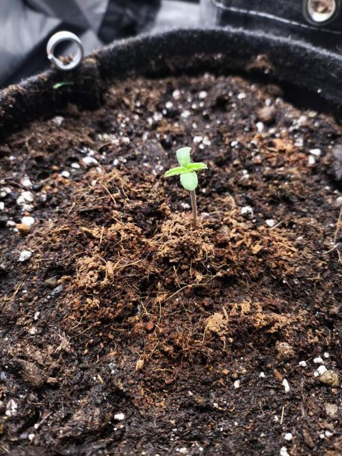 Pandora Auto - Paradise Seeds. Week 1 - Day 3