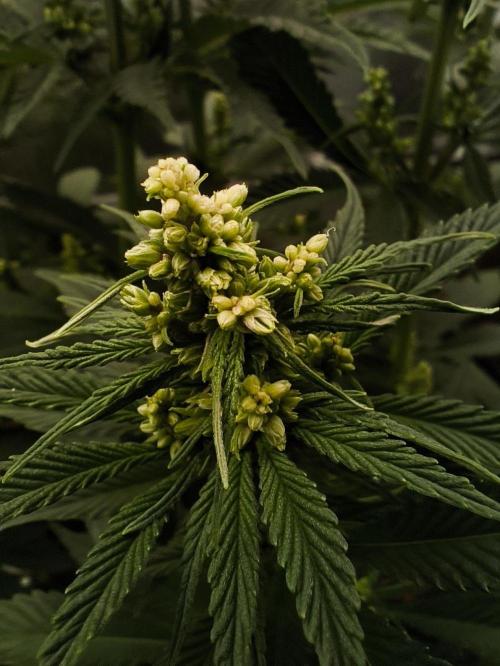 Purple #1 regular. Week 7 - Day 51