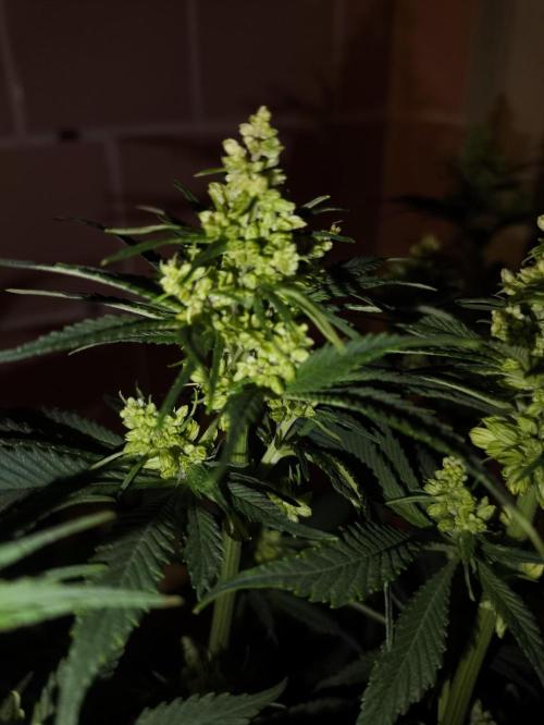 Purple #1 regular. Week 7 - Day 56