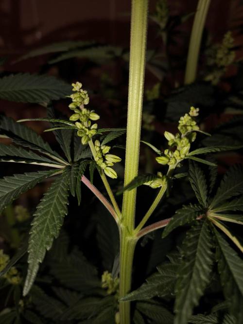 Purple #1 regular. Week 7 - Day 56