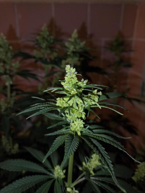 Purple #1 regular. Week 7 - Day 56