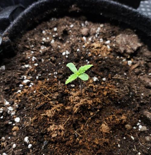 Pandora Auto - Paradise Seeds. Week 1 - Day 4