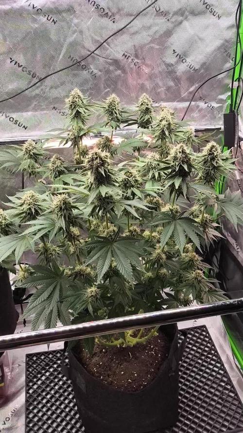 Double Stuffed Sorbet