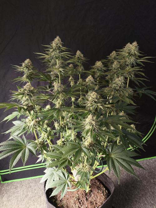 Double Stuffed Sorbet. Week 11 - Day 74 - Day 42 12/12