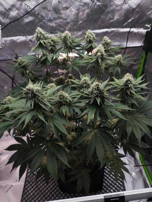 Double Stuffed Sorbet. Week 11 - Day 74 - 45 Days 12/12