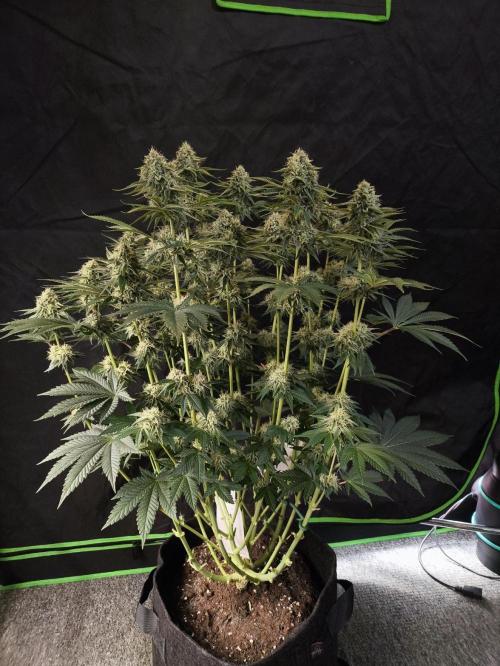 Double Stuffed Sorbet. Week 11 - Day 76