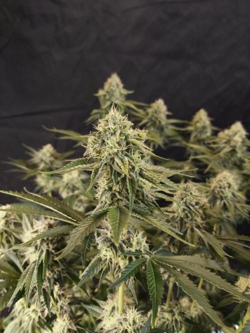 Double Stuffed Sorbet. Week 11 - Day 76