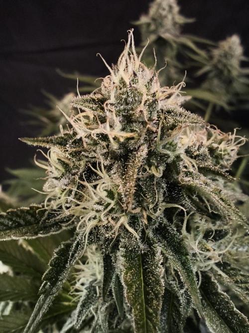 Double Stuffed Sorbet. Week 11 - Day 77