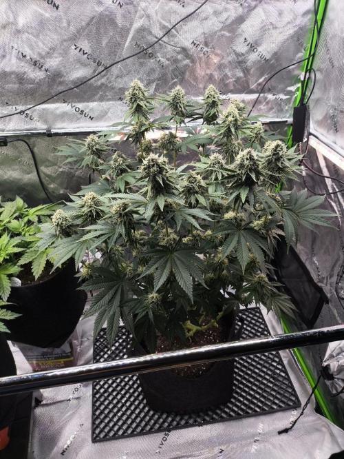 Double Stuffed Sorbet. Week 11 - Day 77