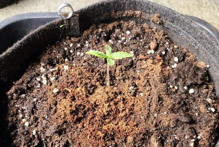 Pandora Auto - Paradise Seeds. Week 1 - Day 5