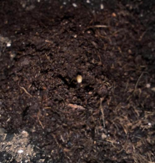 Slamberry - Speedrun Seeds. Week 0