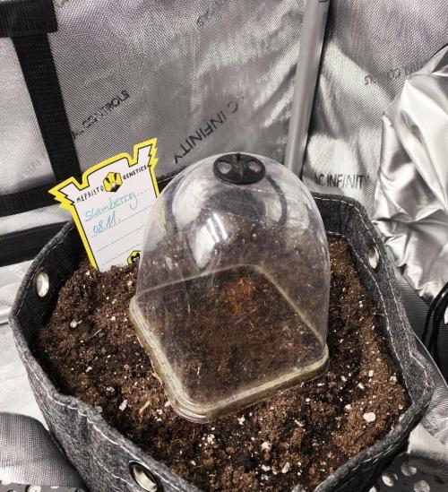 Slamberry - Speedrun Seeds. Week 0