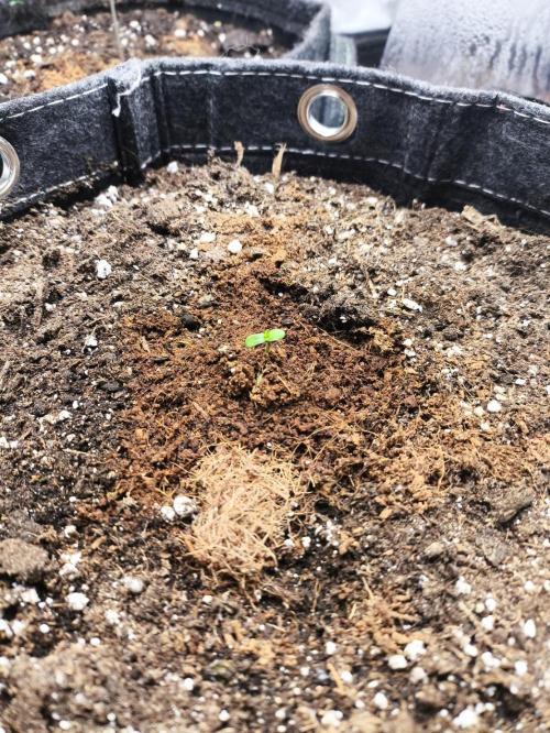 Slamberry - Speedrun Seeds. Week 1 - Day 1 