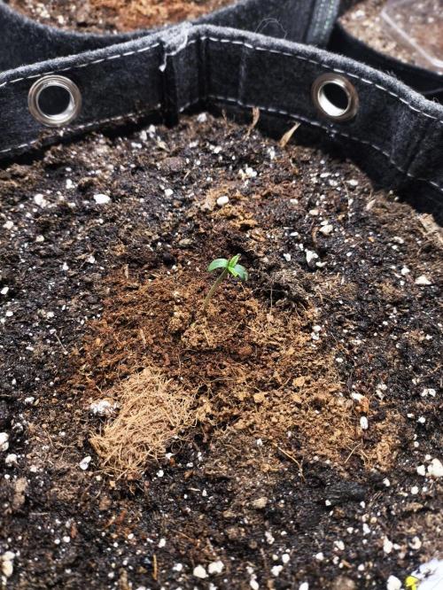 Slamberry - Speedrun Seeds. Week 1 - Day 2