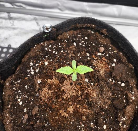 Pandora Auto - Paradise Seeds. Week 1 - Day 6