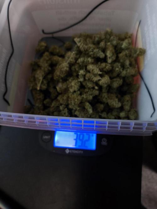 Auto Big Demon - Divine Seeds Contest. Week 11