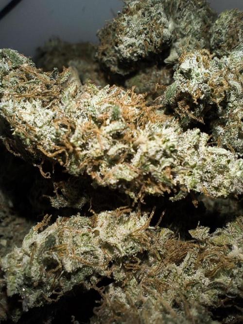 Auto Big Demon - Divine Seeds Contest. Week 11