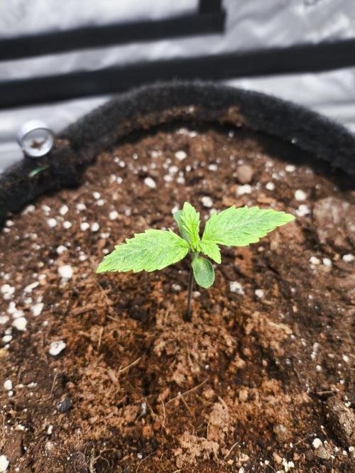 Pandora Auto - Paradise Seeds. Week 1 - Day 7