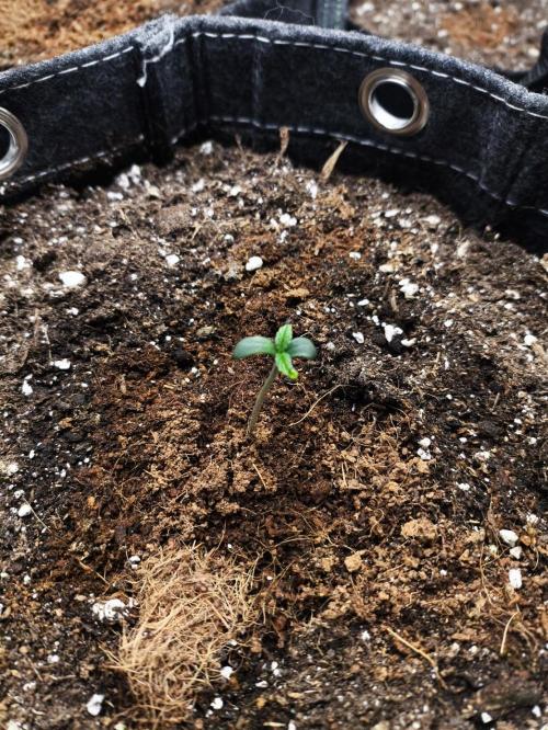 Slamberry - Speedrun Seeds. Week 1 - Day 3