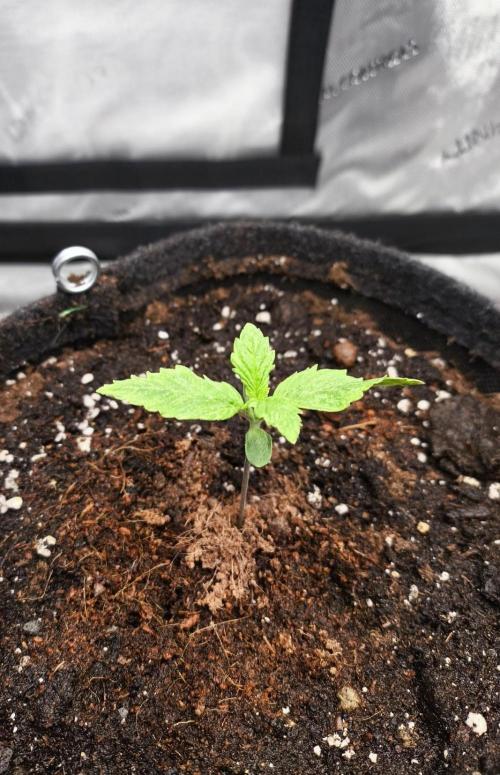 Pandora Auto - Paradise Seeds. Week 2 - Day 8