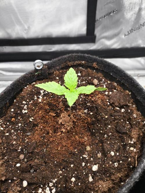 Pandora Auto - Paradise Seeds. Week 2 - Day 9