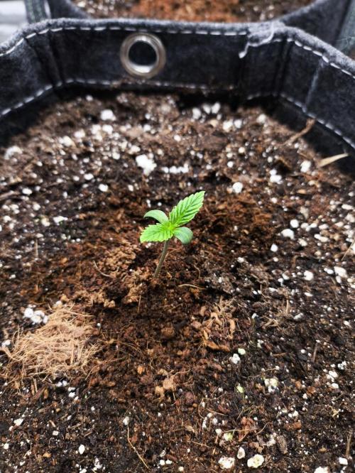 Slamberry - Speedrun Seeds. Week 1 - Day 5