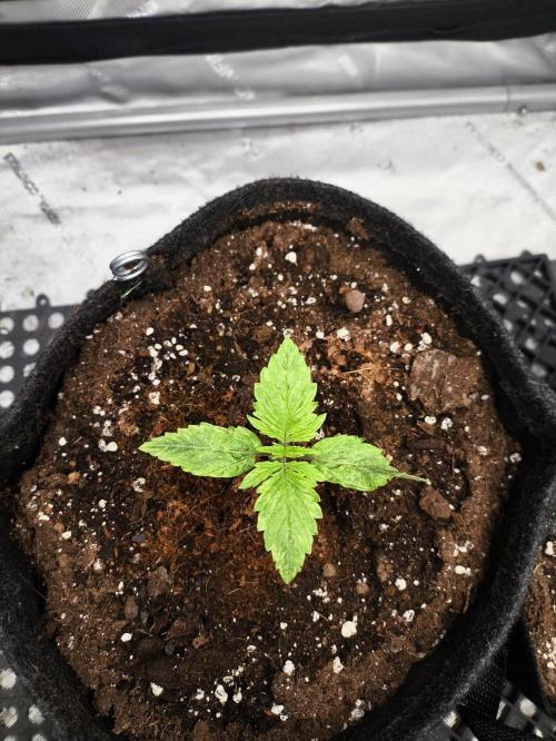Pandora Auto - Paradise Seeds. Week 2 - Day 10