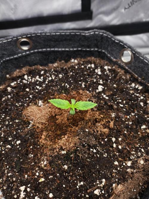 Slamberry - Speedrun Seeds. Week 1 - Day 7