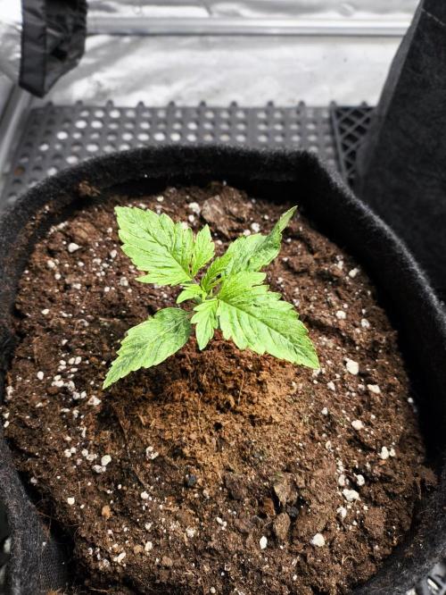 Pandora Auto - Paradise Seeds. Week 2 - Day 11