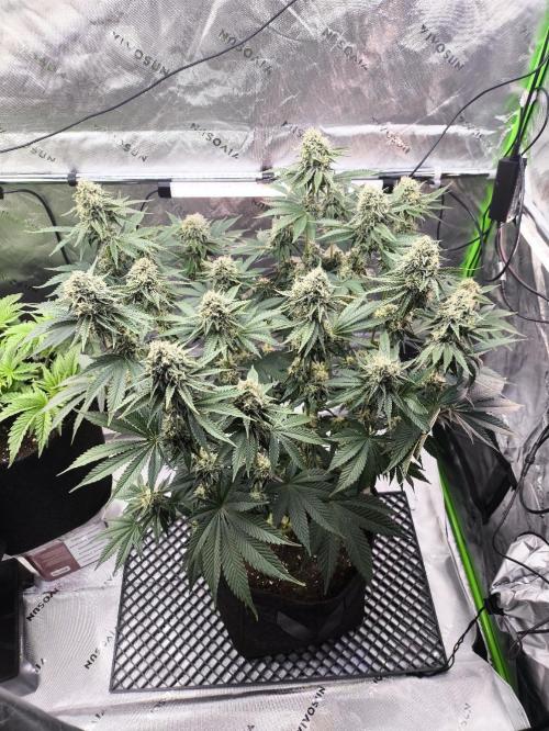 Double Stuffed Sorbet. Week 12 - Day 79 (48 days 12/12)