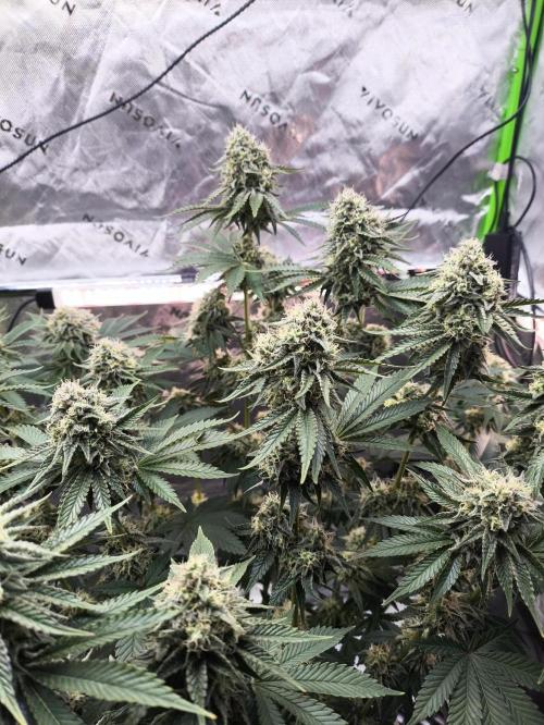 Double Stuffed Sorbet. Week 12 - Day 81