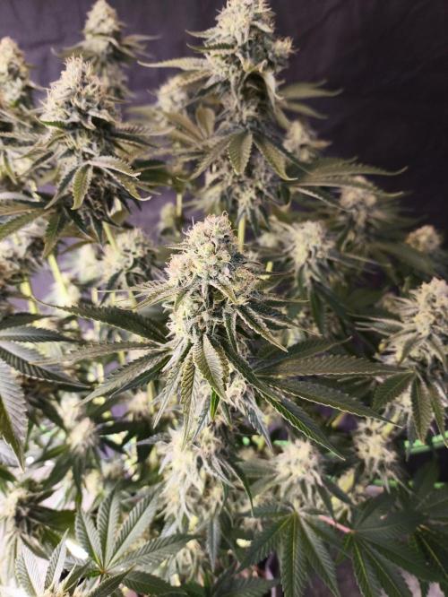 Double Stuffed Sorbet. Week 12 - Day 79