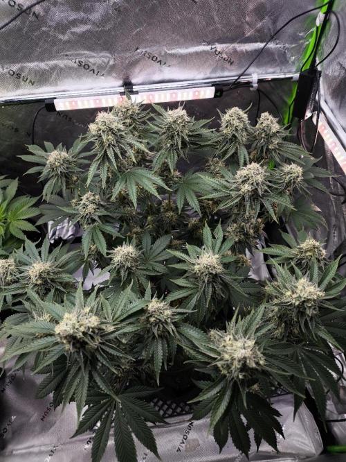 Double Stuffed Sorbet. Week 12 - Day 84 (53 days on 12/12)