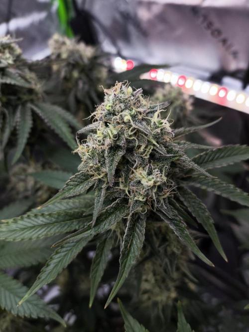 Double Stuffed Sorbet. Week 12 - Day 84