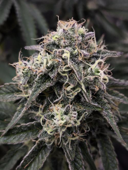 Double Stuffed Sorbet. Week 12 - Day 84