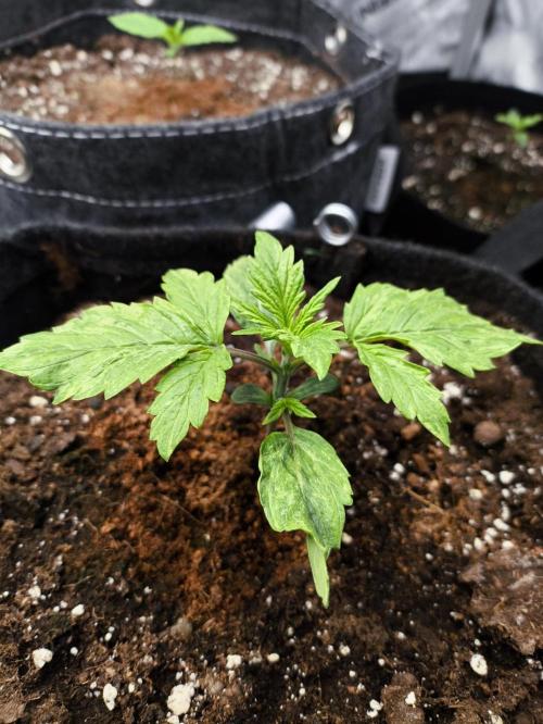 Pandora Auto - Paradise Seeds. Week 2 - Day 12