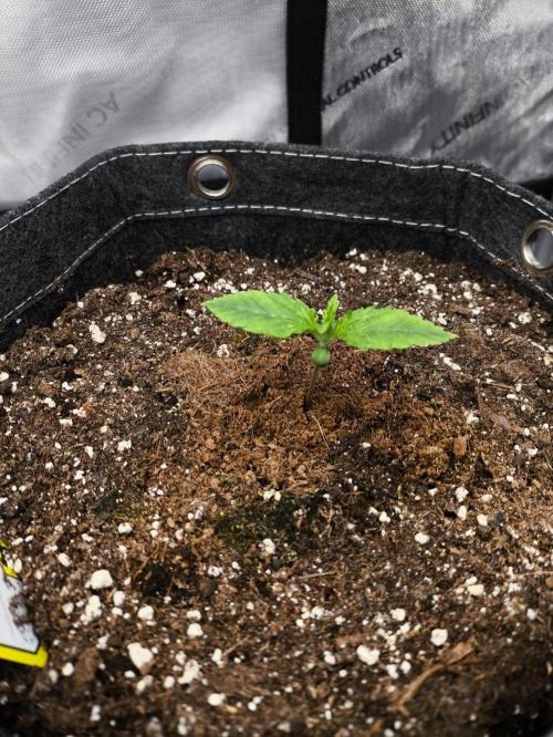 Slamberry - Speedrun Seeds. Week 2 - Day 8