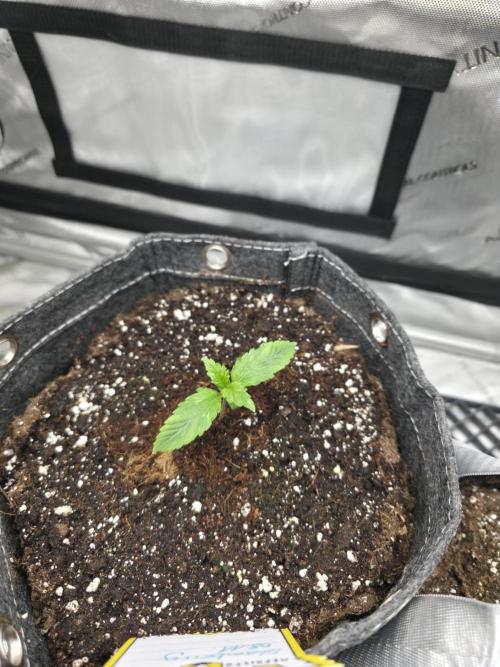 Slamberry - Speedrun Seeds. Week 2 - Day 9