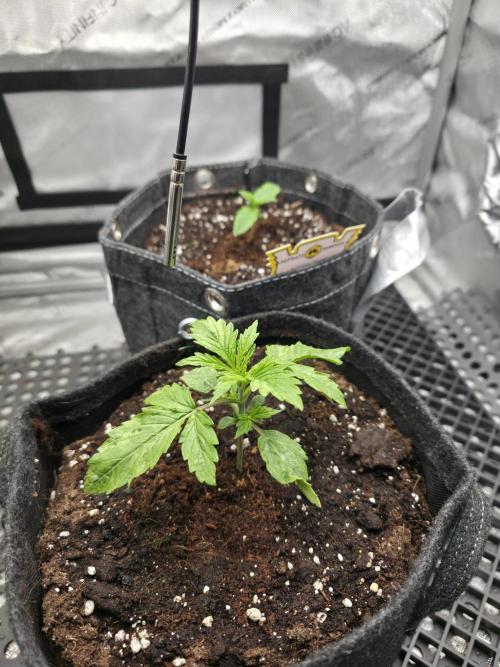 Pandora Auto - Paradise Seeds. Week 2 - Day 13
