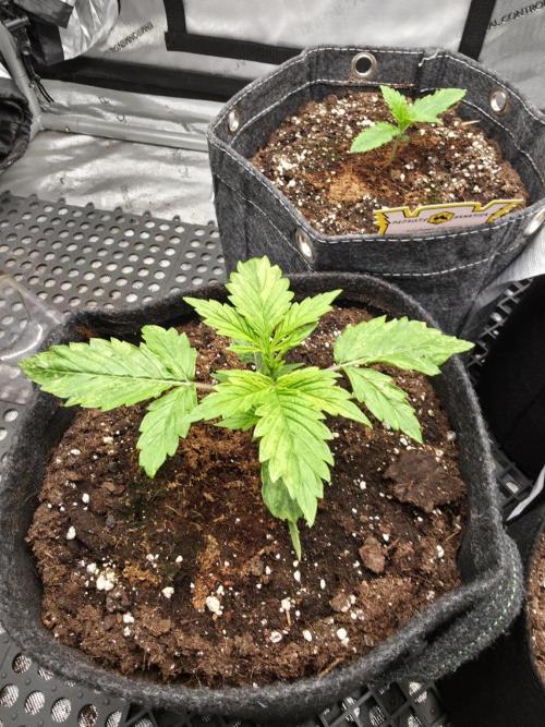 Pandora Auto - Paradise Seeds. Week 2 - Day 14