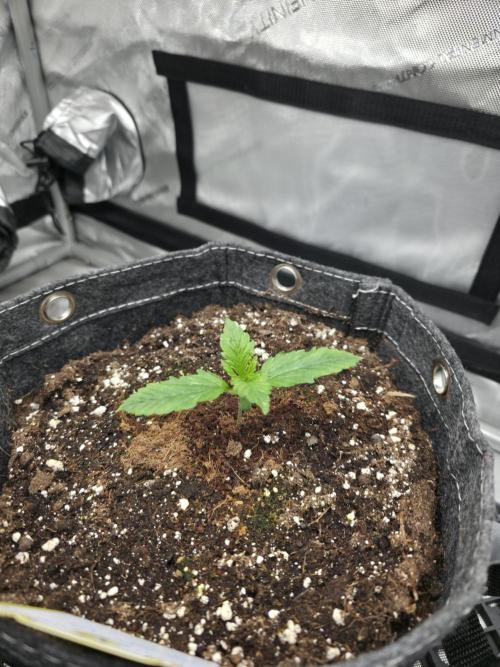 Slamberry - Speedrun Seeds. Week 2 - Day 10