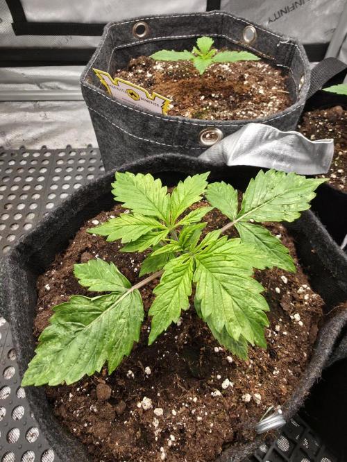 Pandora Auto - Paradise Seeds. Week 3 - Day 15