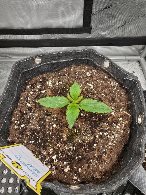 Slamberry - Speedrun Seeds. Week 2 - Day 11