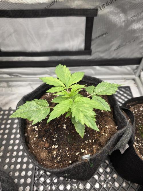 Pandora Auto - Paradise Seeds. Week 3 - Day 16